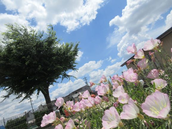 【その他花壇】令和3年6月(ホームページ掲載用) IMG_4437.JPG